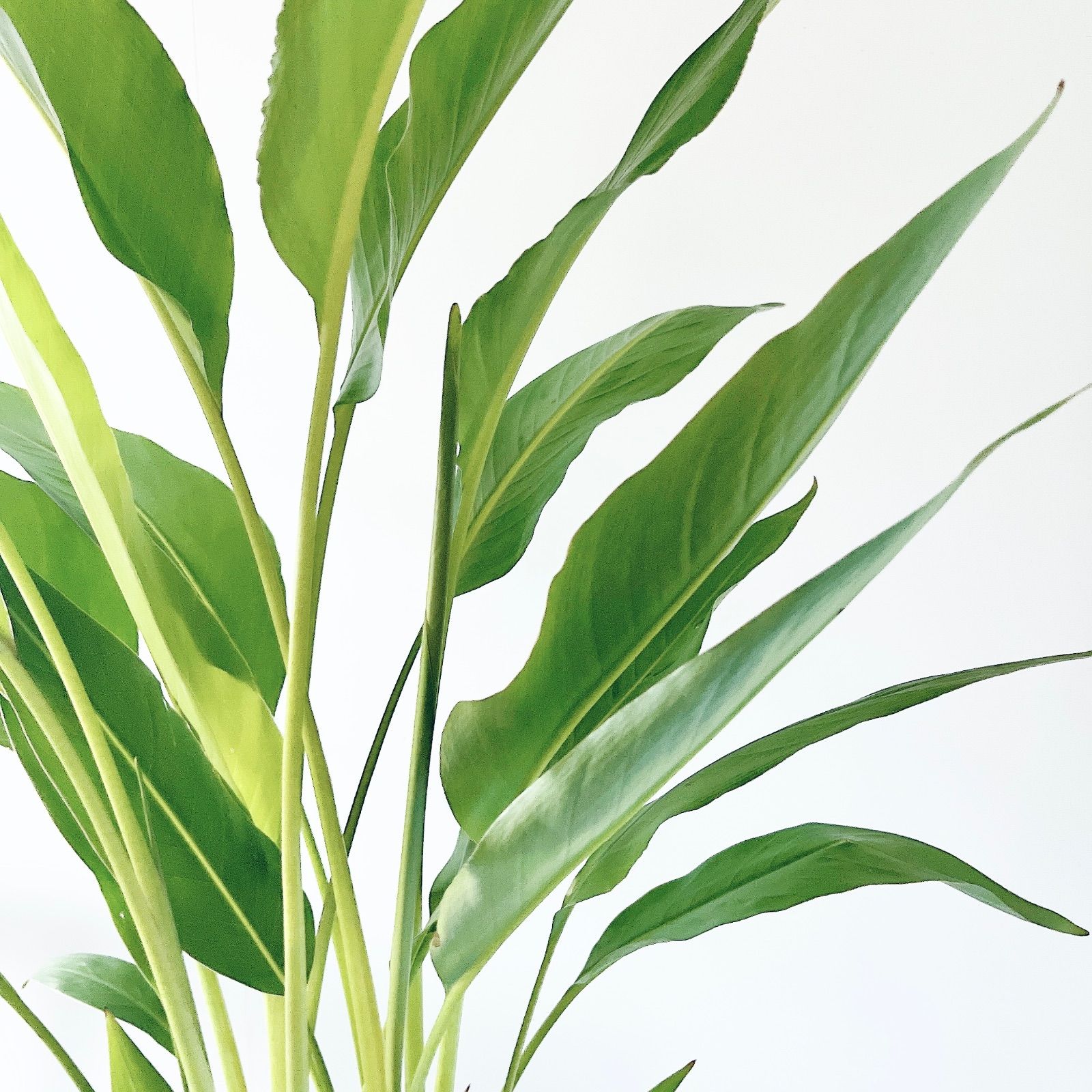 タビビトノキ 5株植え＊美葉