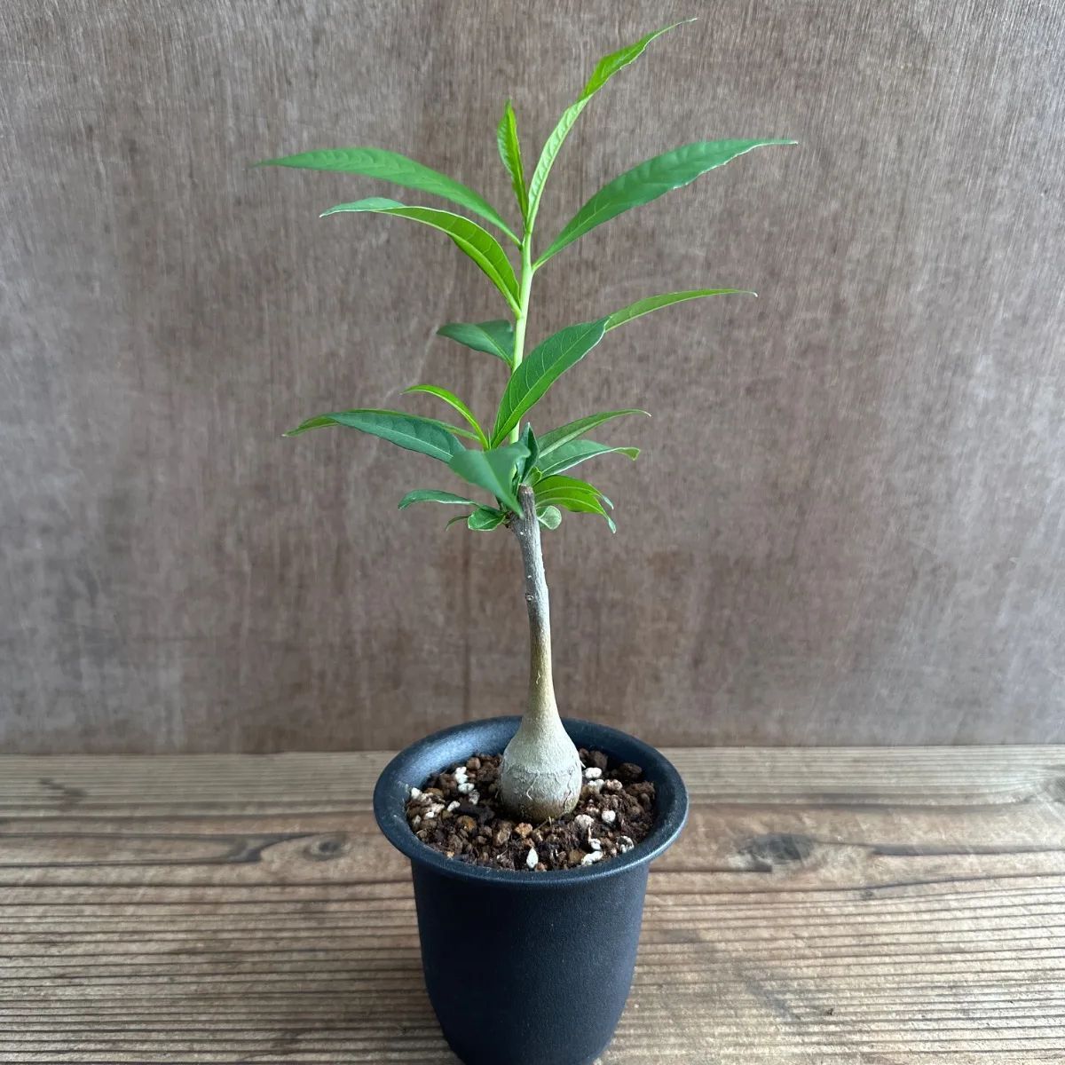 バオバブ ディキタータ ④ 現品 Adansonia digitata アオイ科 バオバブ