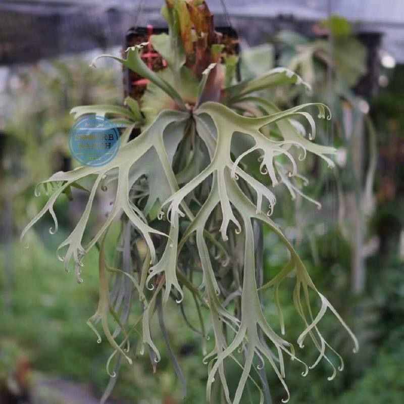 裕*じ様 ビカクシダwillinckii Blue Queen Spore ブル P1484 ビカクシダ ウィリンキーブルークイーン P. Willinckii 'Blue