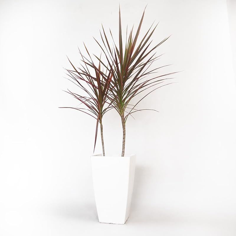 ＩＴＡＮＳＥ ドラセナ コンシンネ レインボー 7号 1個売り 花木苗 学名 Dracaena concinna Rainbow タイプ リュウケツジュ科 耐陰性 落葉高木 真実の木 幸福の木 葉色とシャープな葉姿の美しさ 赤く美しい葉色が虹のよ