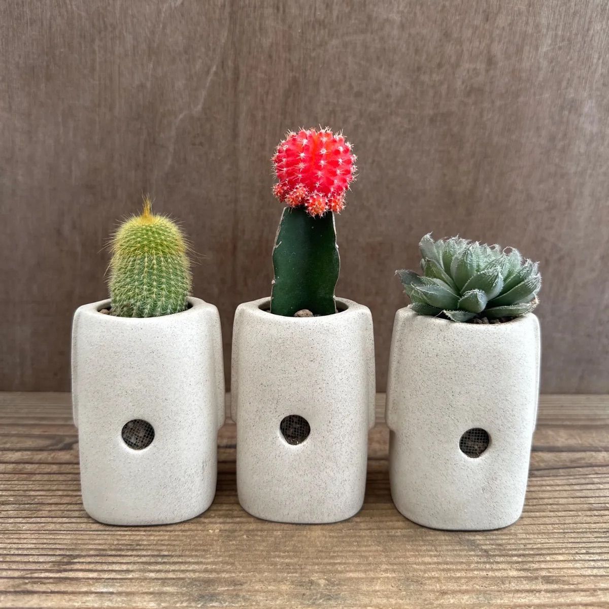 ☆モアイ3兄弟！！⑤ 3種類 サボテン不明種 緋牡丹 ハオルチア不明種