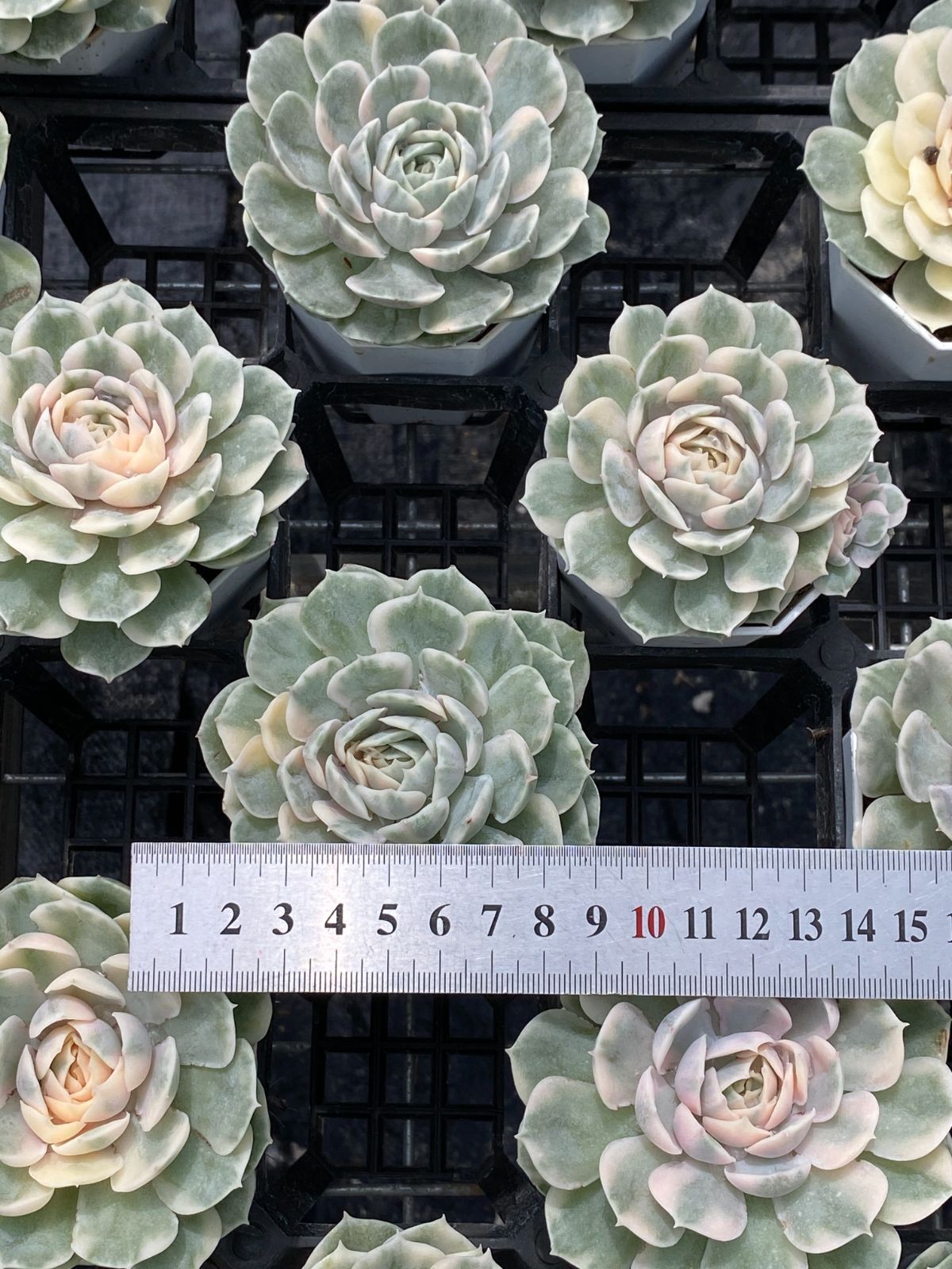 新入荷 アンスノー錦 ZM1694×54鉢 抜き苗 多肉植物 アエオニウム エケベリア サボテン 韓国苗