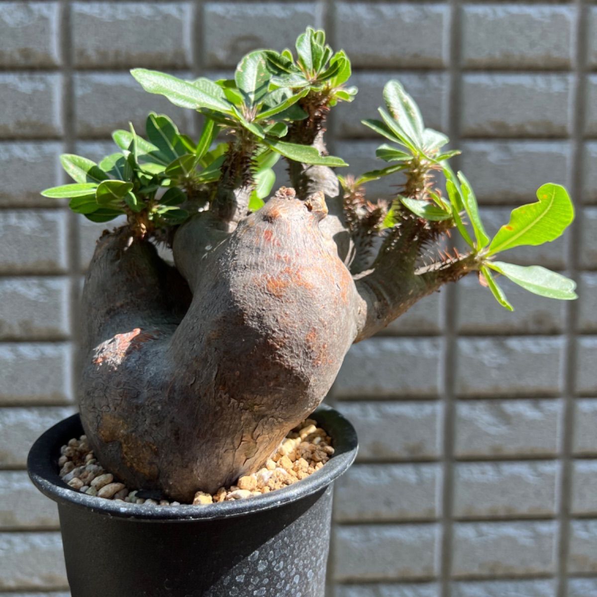 パキポディウム マカイエンセ 現地球 発根済 - メルカリ