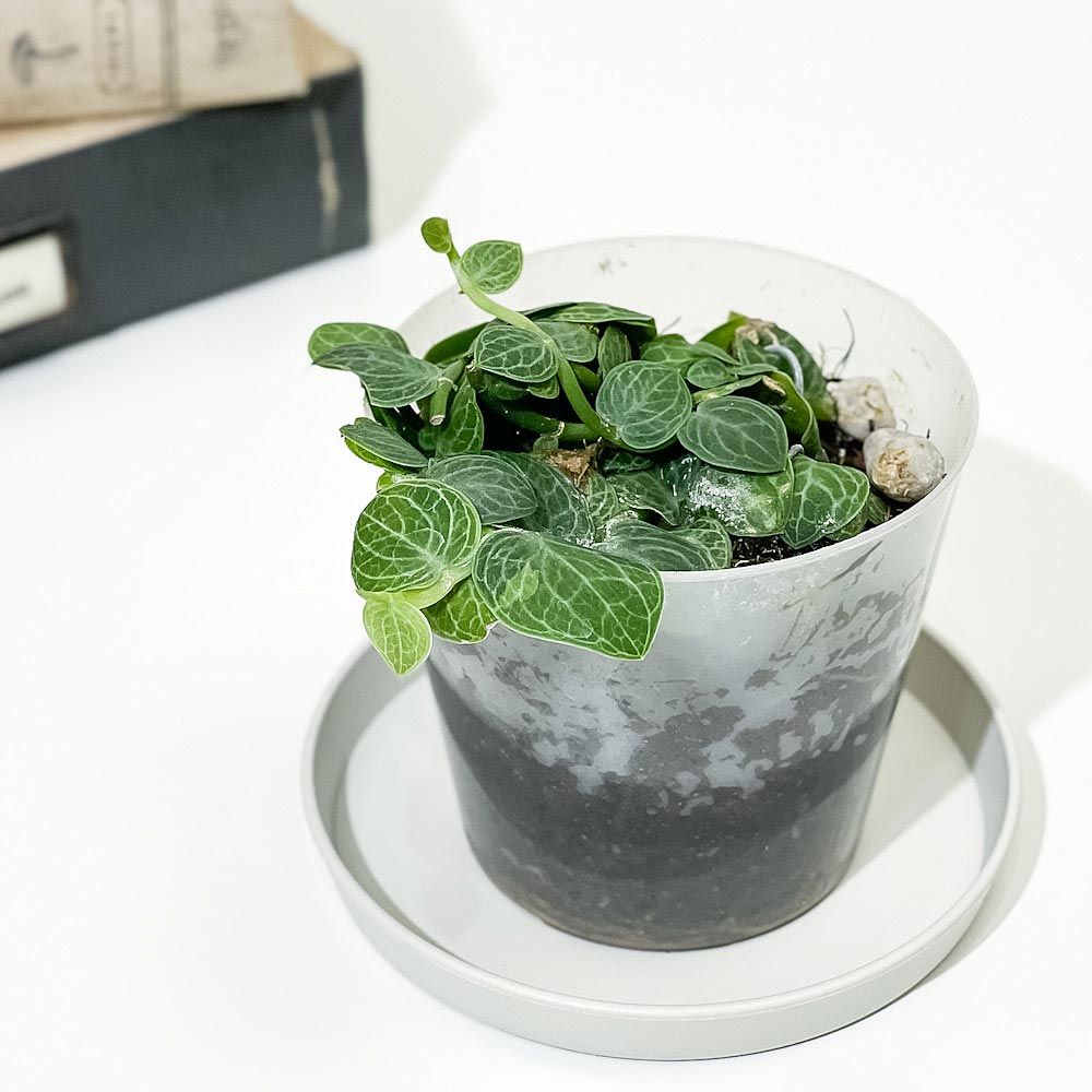 【セール 登場から人気沸騰】 PLANCHU 観葉植物 ラフィドフォラ クリプタンサ 2.5号鉢 受け皿 その他観葉植物