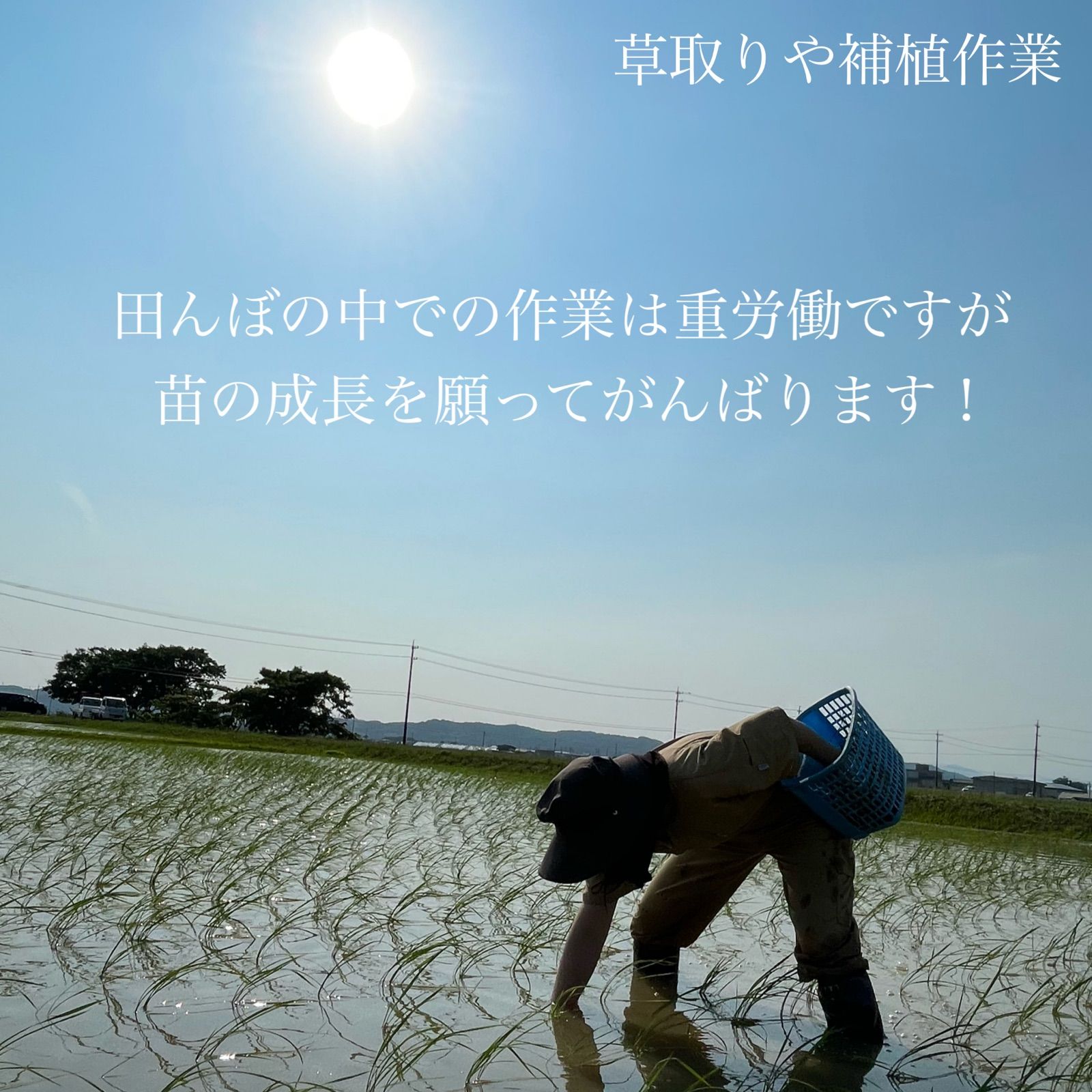 令和3年新米 自然栽培米 玄米20kg 農薬肥料不使用 コシヒカリ
