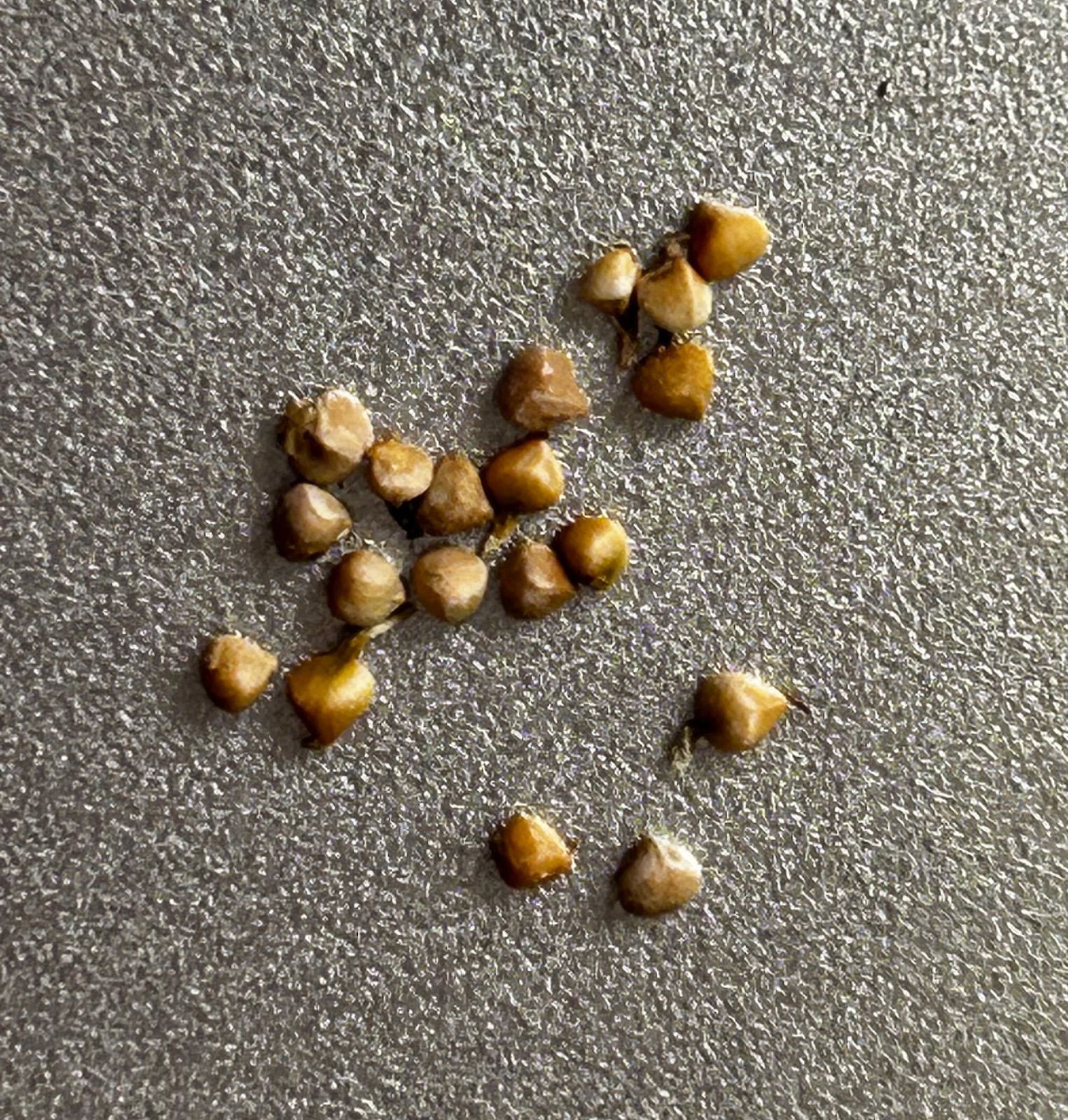 5 粒種子ドルステニアギガスブラータDorstenia gigas f.bullata
