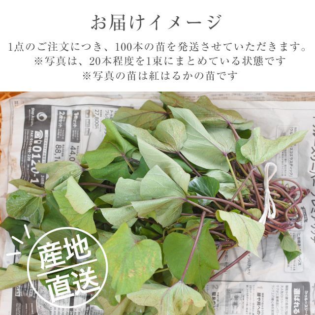 ふくむらさき苗100本パープルスイート100本 シルクスイート 苗 100本