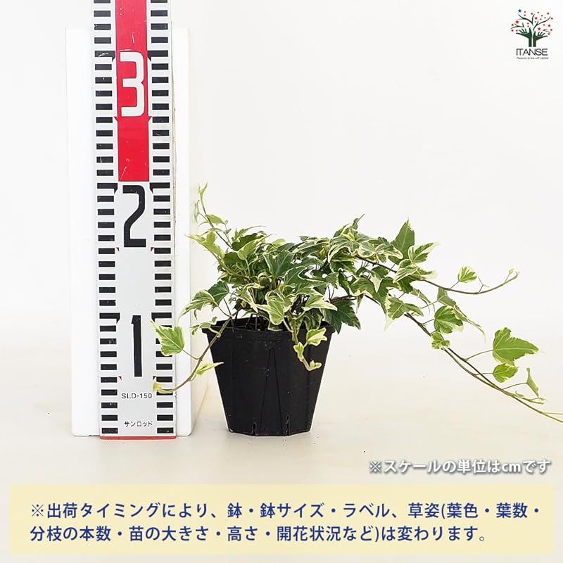 ウコギ科ヘデラ属