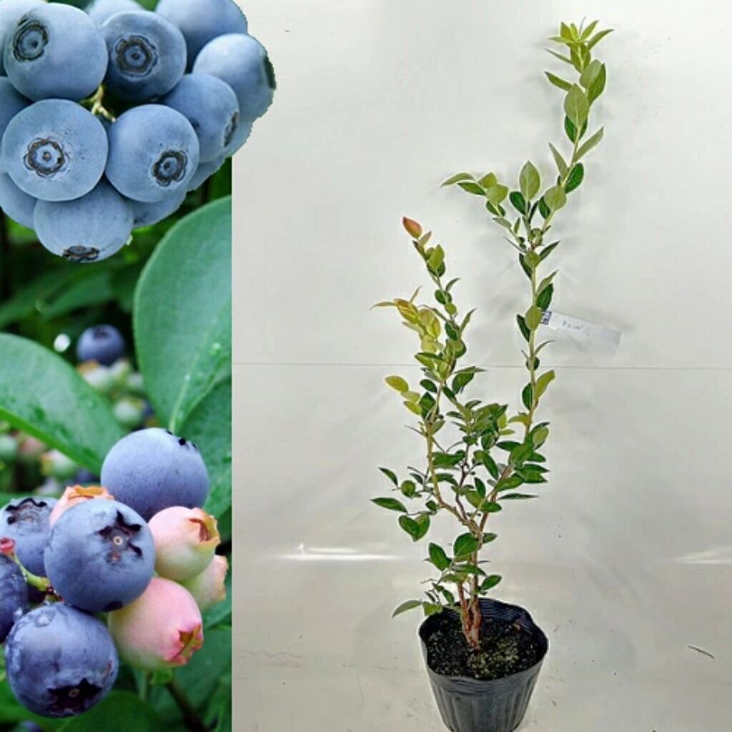 凄い、って！ブルーベリーの木 約1.5メートル 開花中！ 凄い、って