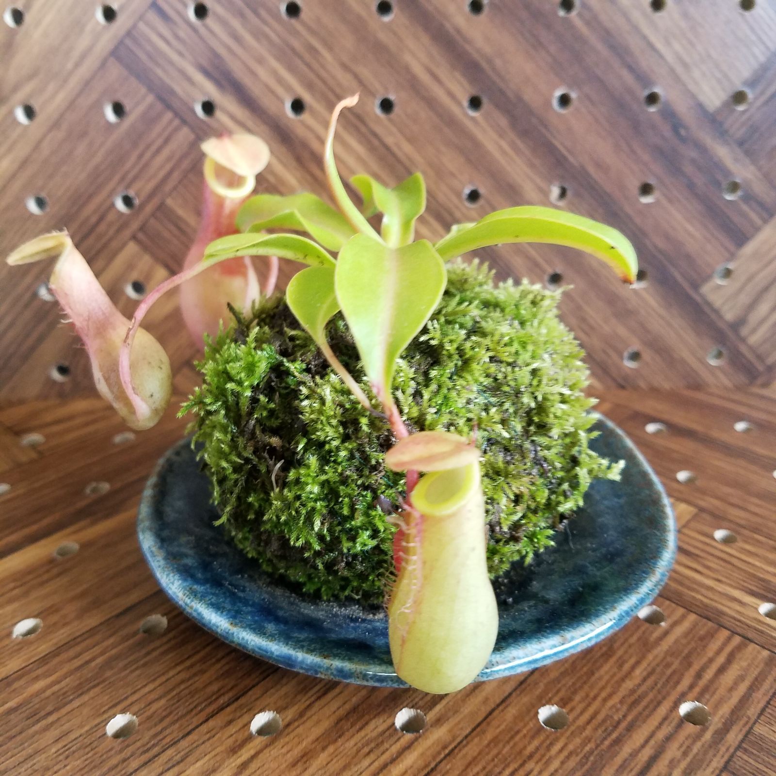 No.300 苔アート 苔テラリウム 食虫植物 ウツボカズラ 完成品