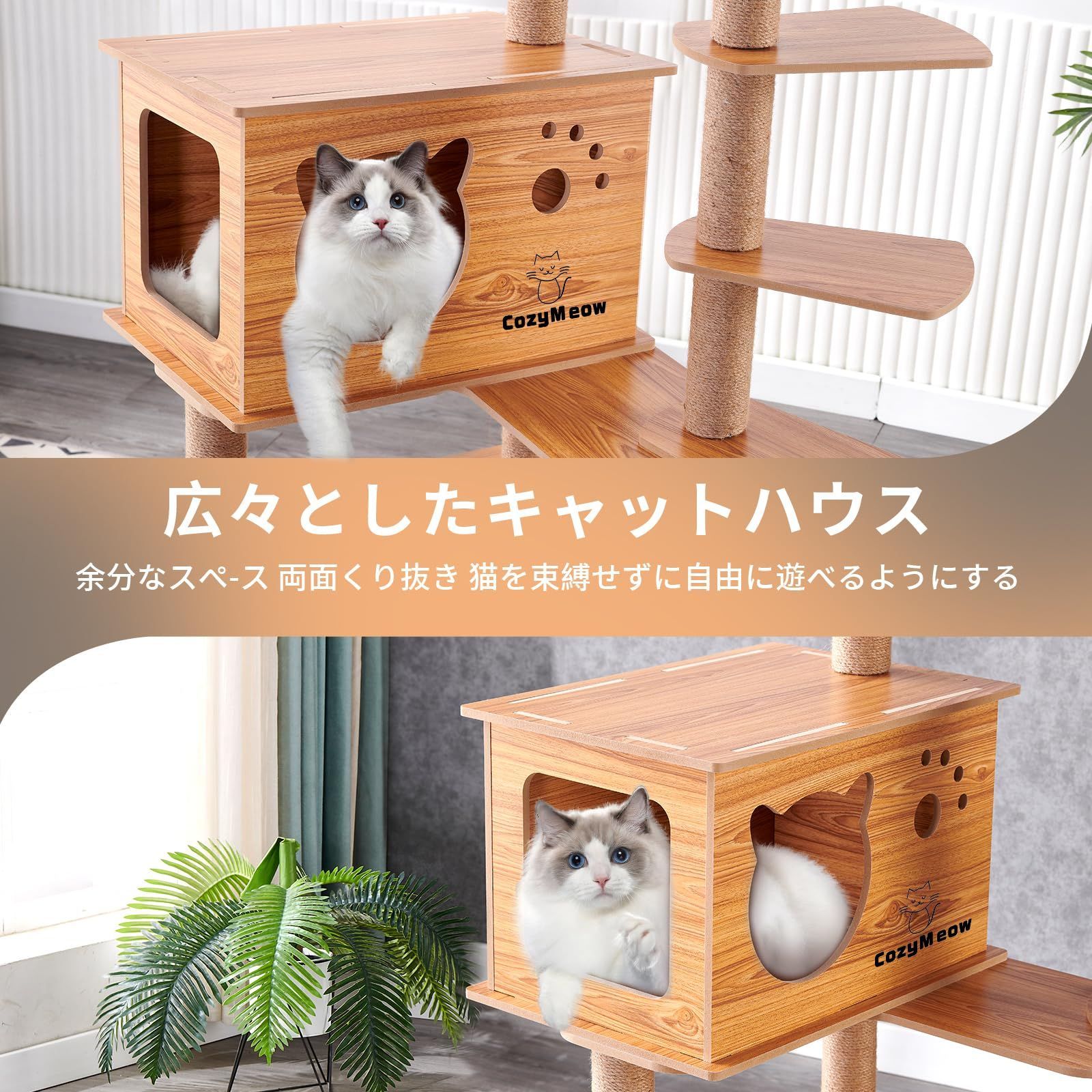 シニア猫
