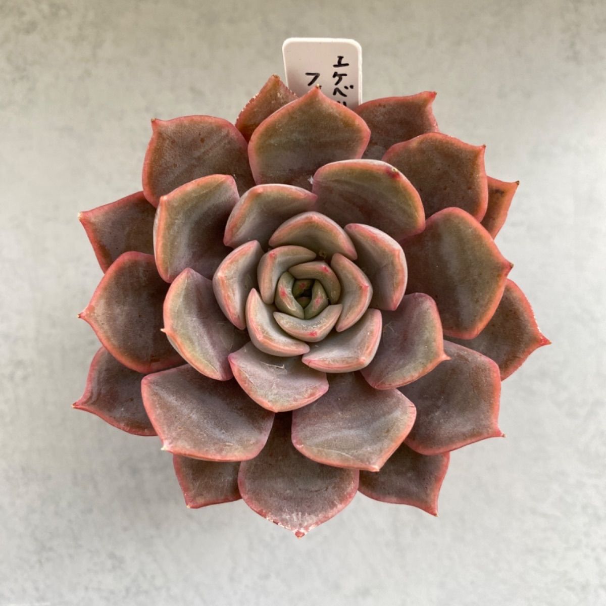 多肉植物 抜き苗 エケベリア フィオナ - メルカリ 多肉植物 抜き苗 エケベリア フィオナ - メルカリ