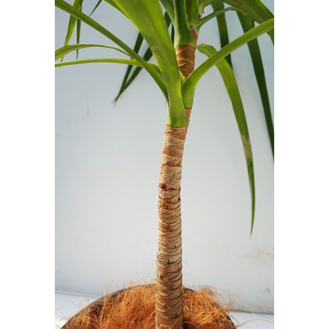 ドラセナ・カンボジアーナ　リビングサイズ　８号　高さ120ｃｍ 観葉植物 ドラセナ カンボジアーナ 8号 プラスチック鉢 | 観葉植物なら