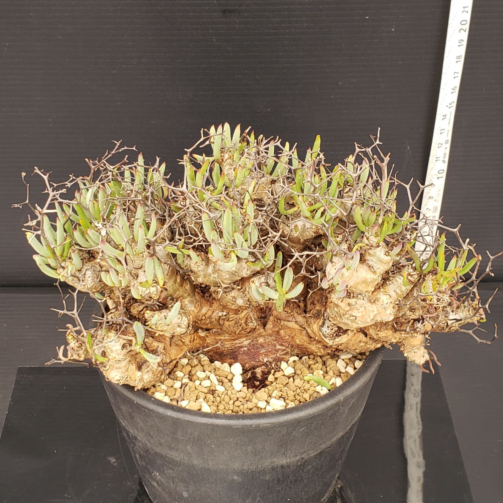 実生塊根！　万物想　チレコドン　多肉植物　塊根植物　レティキュラータス 万物想 輸入球 A2844☆チレコドン レティキュラーツス 多肉植物