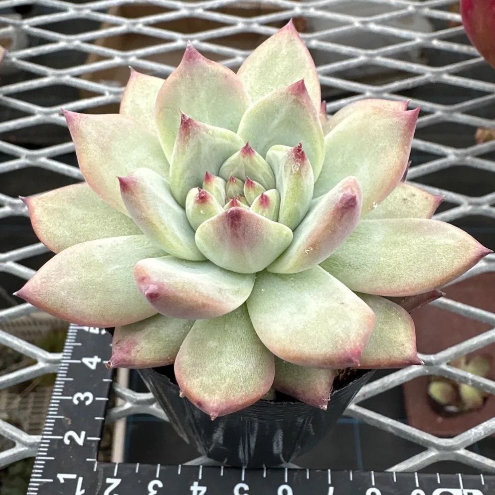 厳選‼️中里リンゼアナ実生 (自家) 希少 名札無し メルカリ便、美苗