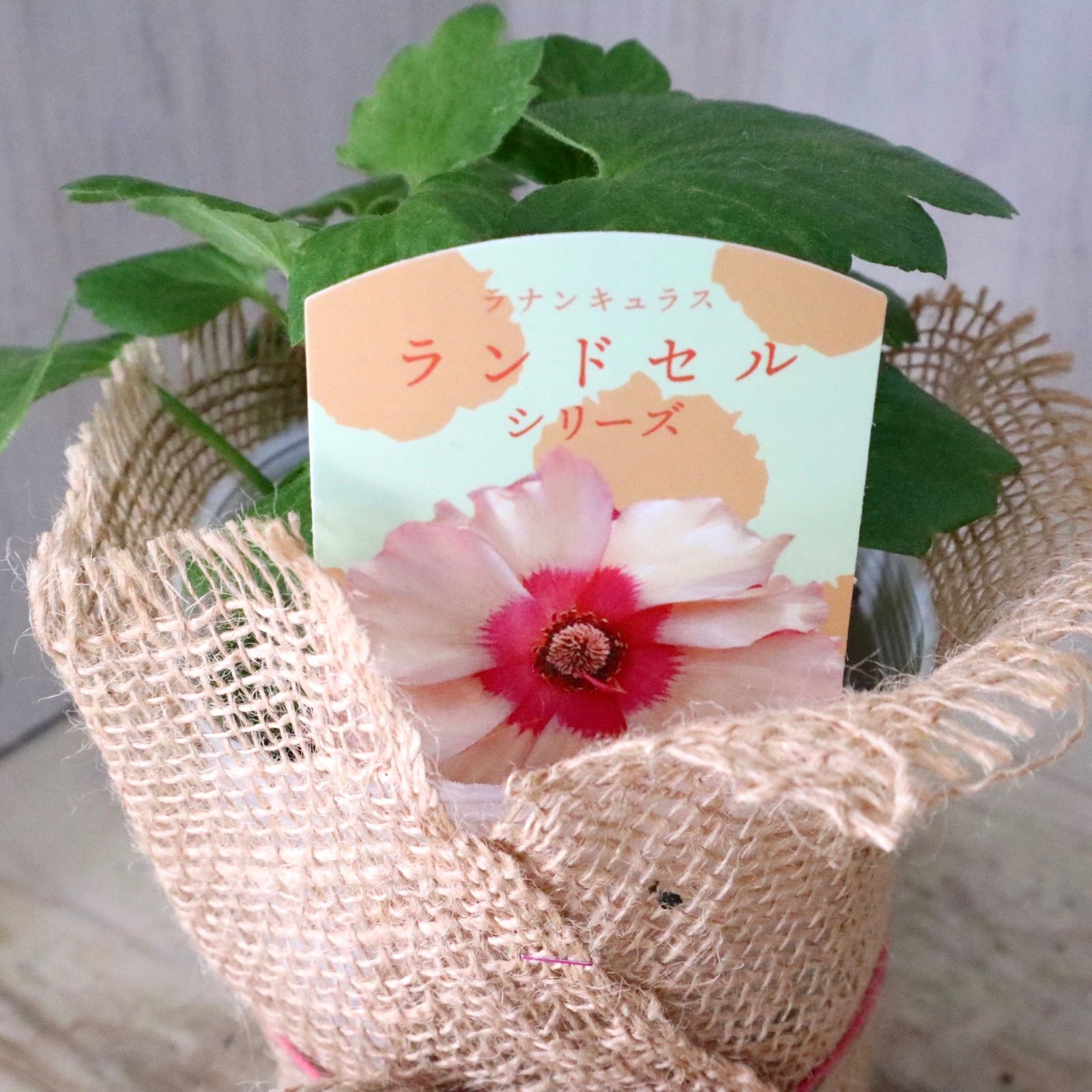 おまかせ♡ランドセルシリーズ♡ラナンキュラス♡ - メルカリ