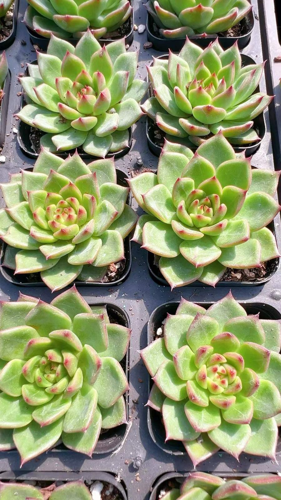 ぴー様専用 多肉セット 抜き苗 70株の抜き苗セットエケベリア・セトサ 多肉