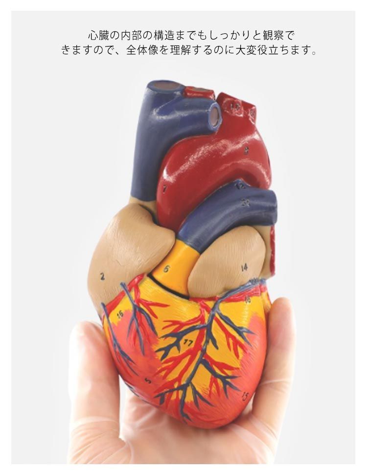 心臓 模型 心臓モデル 2分解モデル 右心房 左心房 右心室 左心室