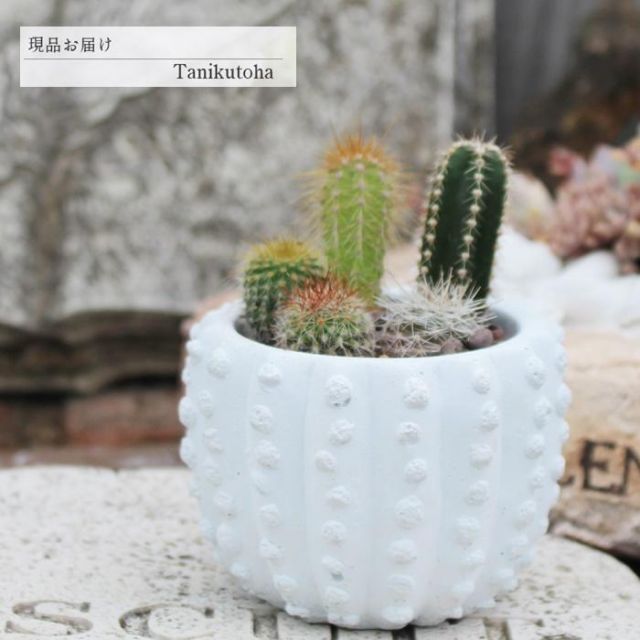 さぼてんの寄せ植え A yo54 たにく 多肉植物 寄せ植え 新築祝い 開店