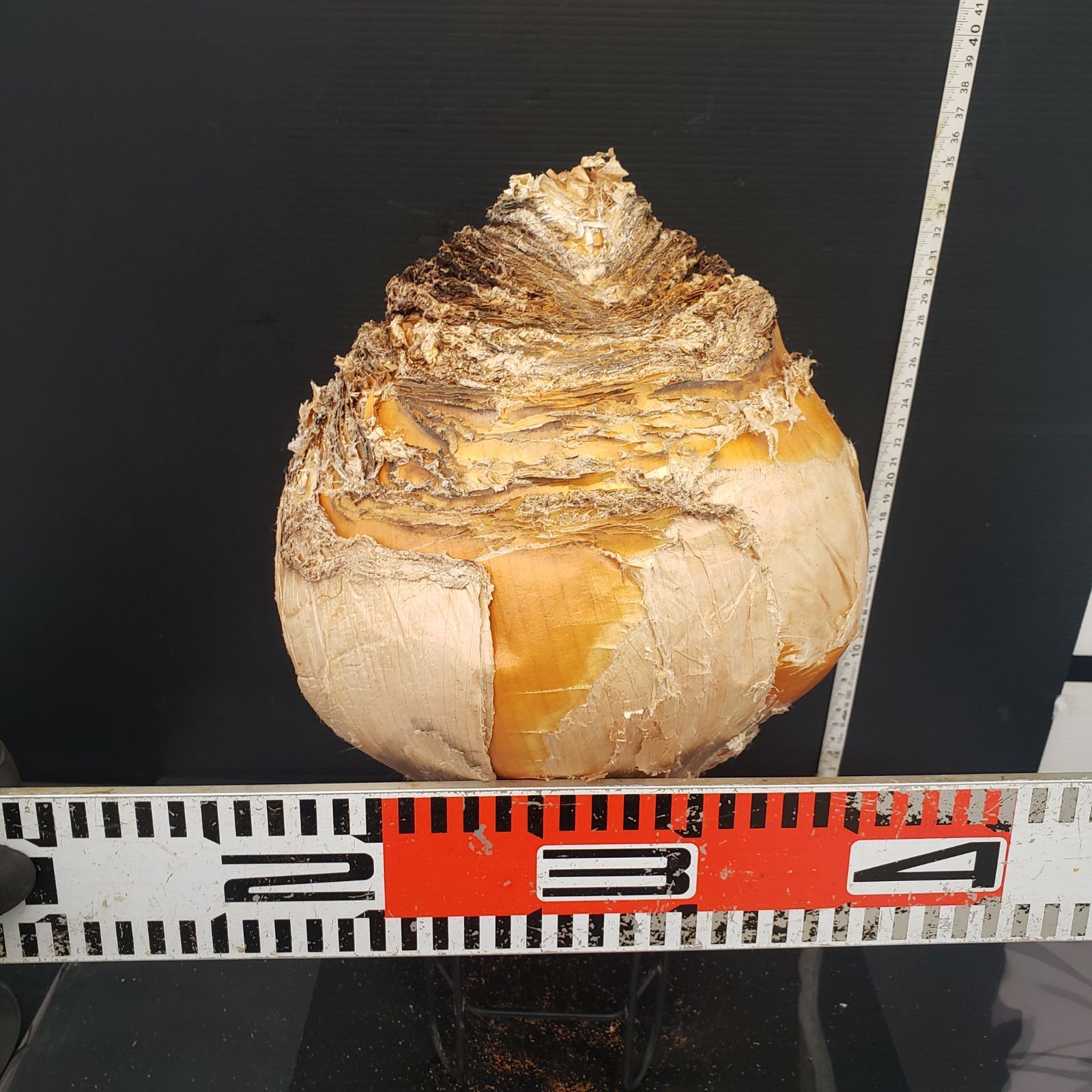 Z419 最新到着 Boophane ハエマンソイデス ML 現地球 抜き苗 球根植物 ブーファン ハエマンソイデス