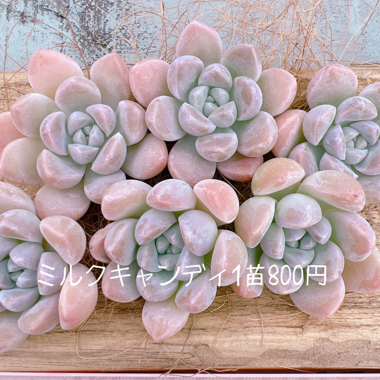 エケベリア24個 1203-D161 ミルクキャンディ 多肉植物 カット苗 寄植え