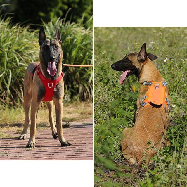 中型犬