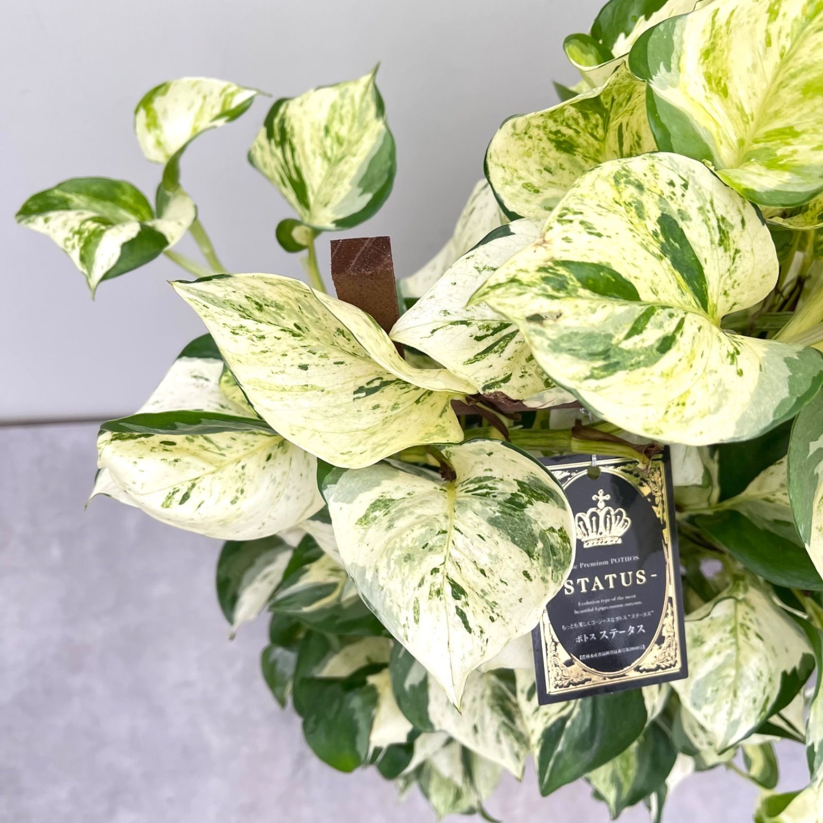 ポトス ステータス 2【現品】☆希少☆ 観葉植物 室内 7号 7号 鉢