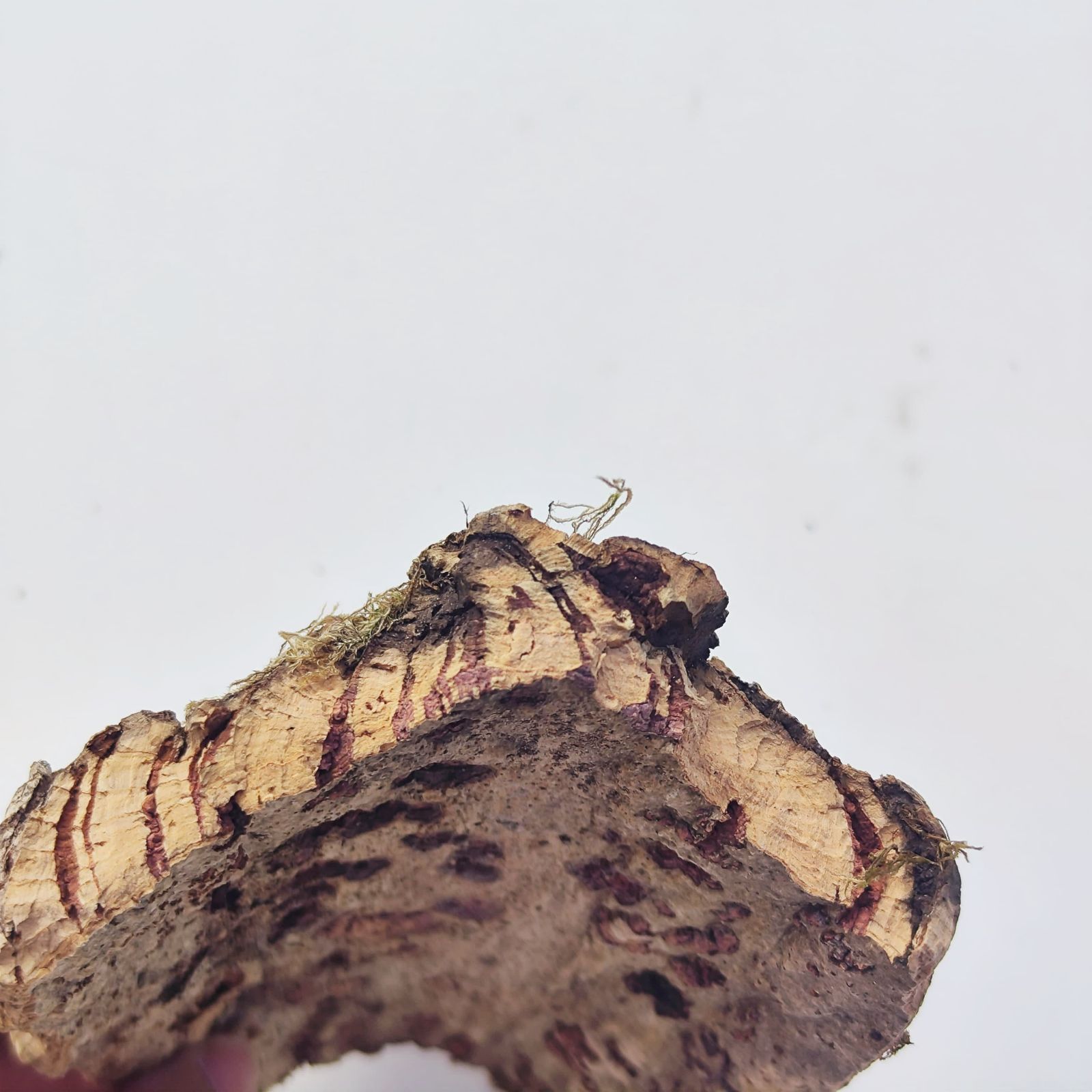 c0017 お買得品 ポルトガル産 厚め コルク樹皮 コルク板