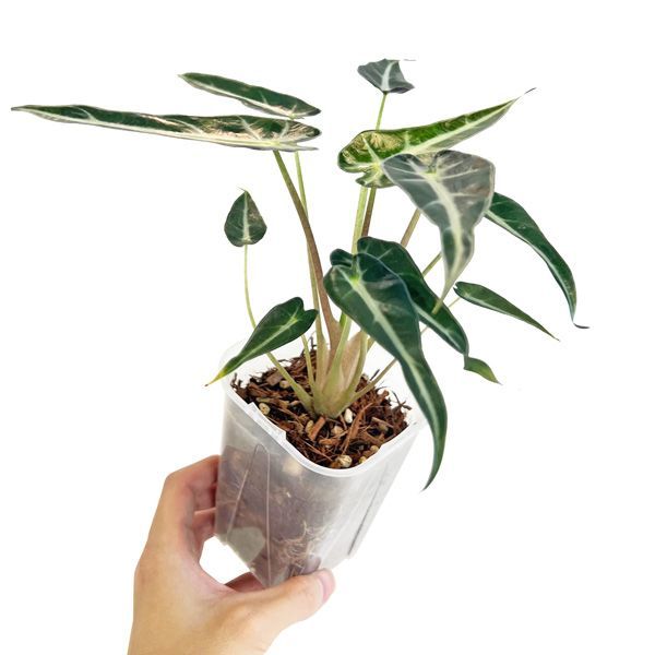 アロカシア バンビーノ 3.5号 ネガミエル ねこチップ植え
