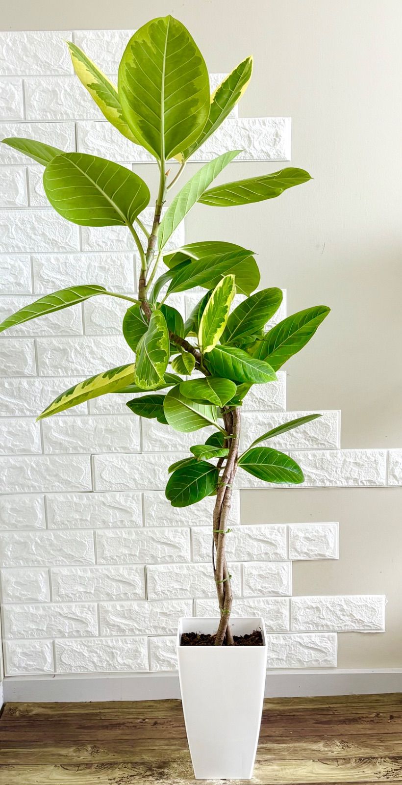 現品］80番 フィカス アルテシマ 曲がり 10号 尺鉢 観葉植物 室内 大型