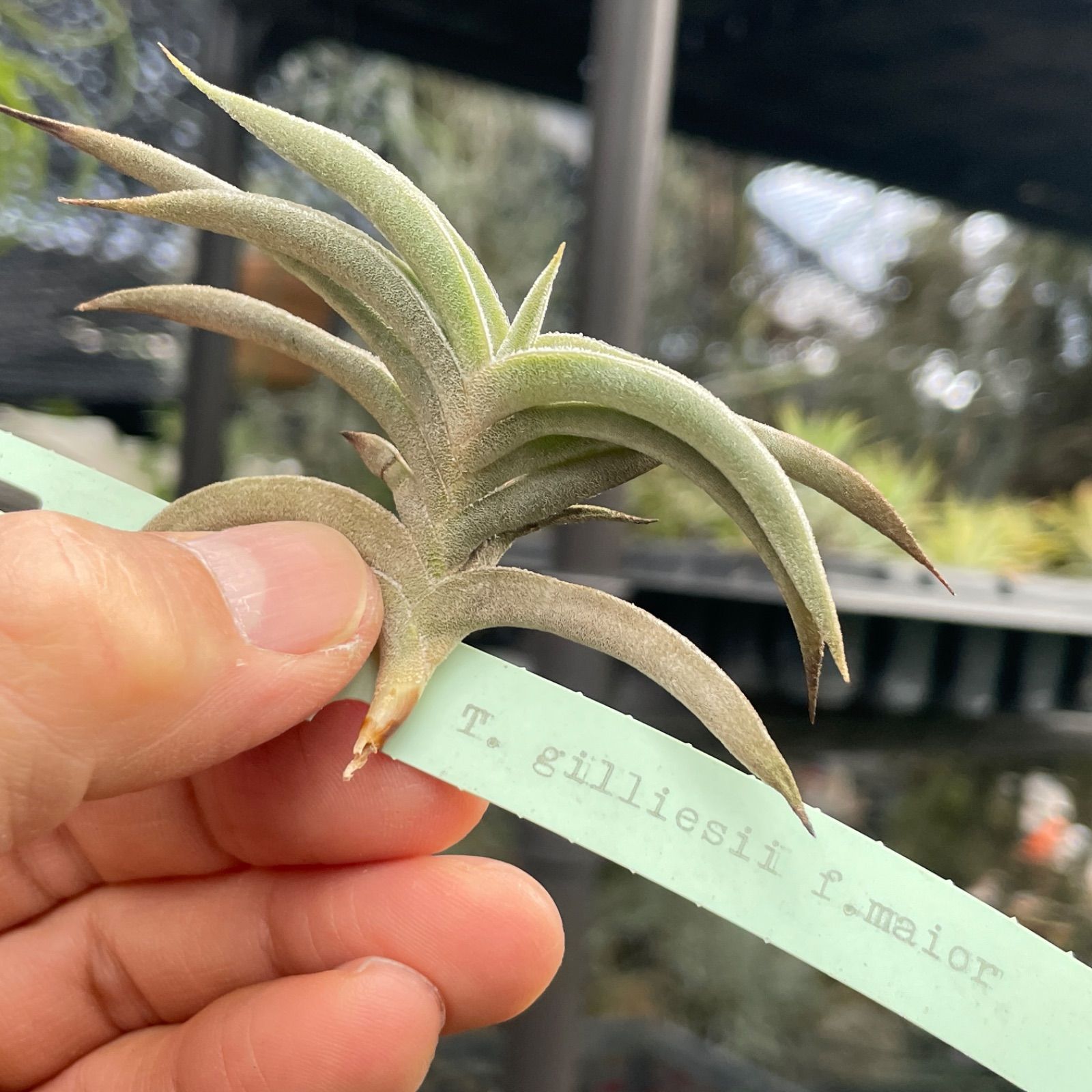 ギリエシークランプ　Tillandsia HR＊チランジア ギリエシー マイオール Tillandsia gilliesii fa