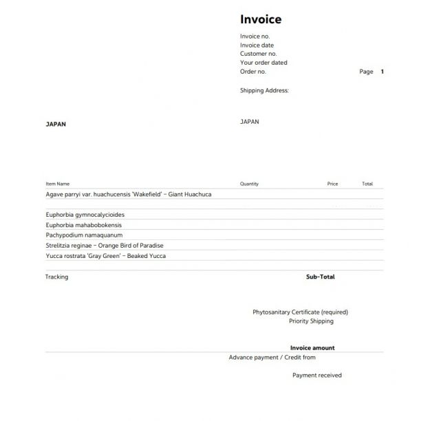 6月入荷 3粒 ユーフォルビア ギムノカリキオイデス 種子 種 証明書