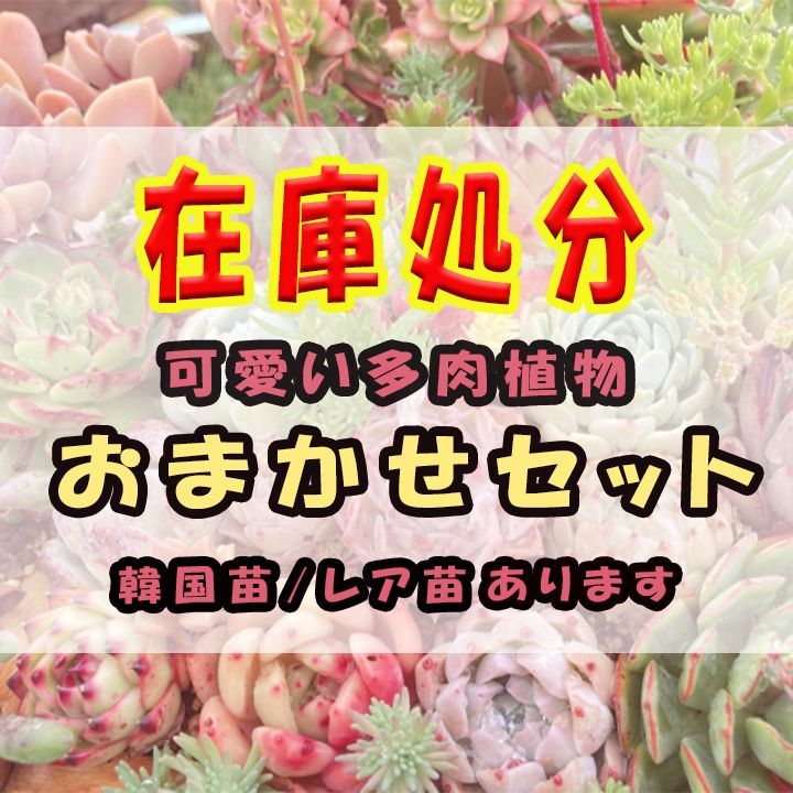 在庫処分セール☆多肉植物 セット カット苗 レア かわいい多肉 - メルカリ