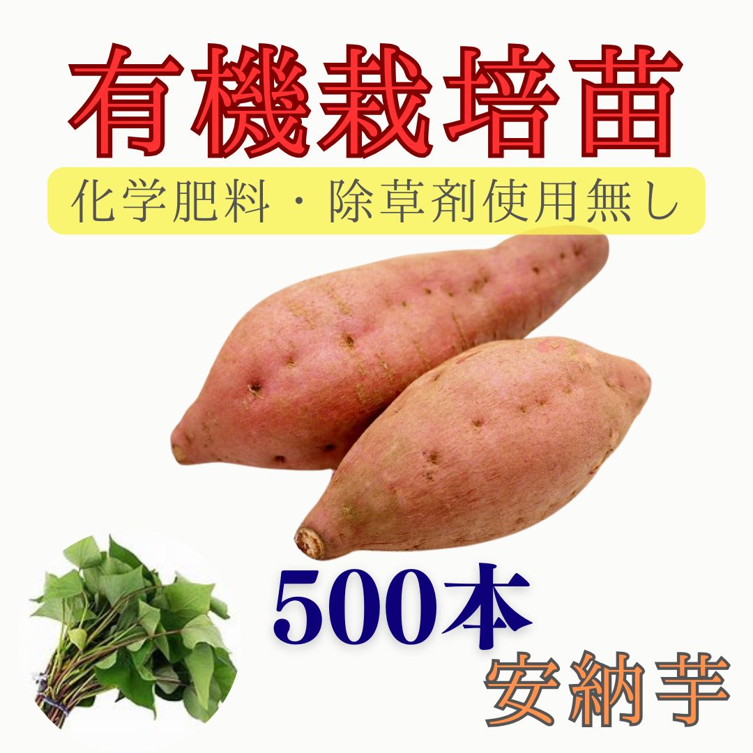 有機栽培 サツマイモ苗 安納芋 50束|500本 4月下旬～6月末発送