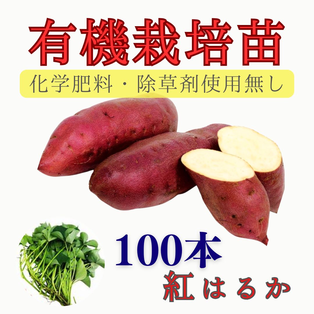 有機栽培 サツマイモ苗 紅はるか 10束|100本 4月下旬～6月末発送
