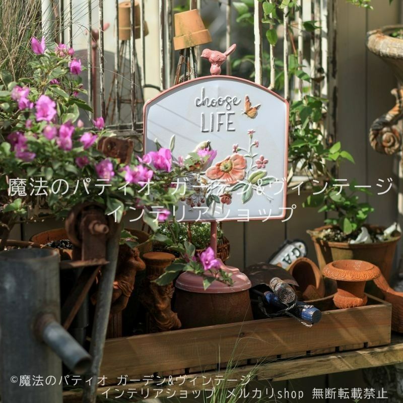 洋蘭原種］Bulb. ankylochele