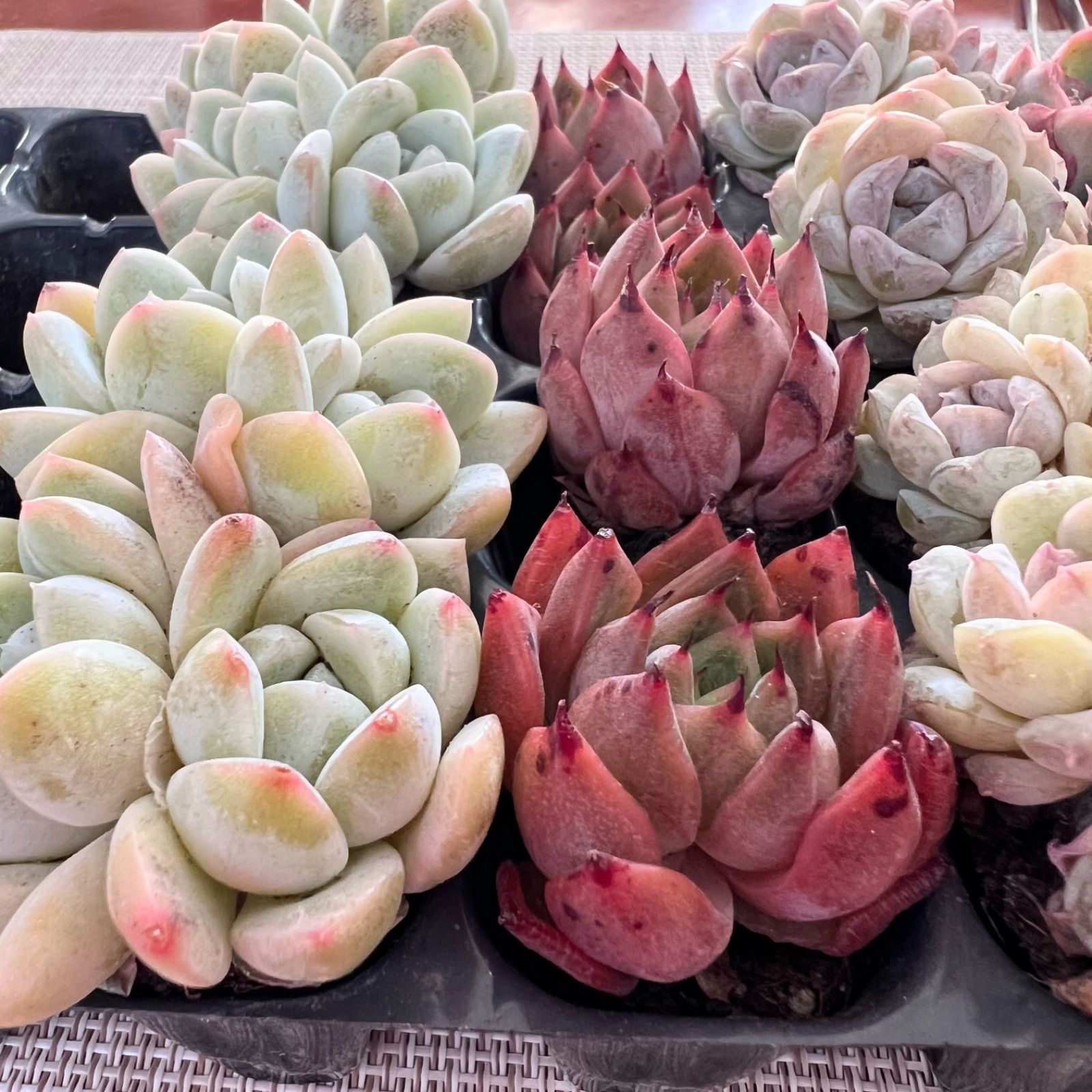 多肉植物 赤い子♡ 多肉植物 赤い子♡ラスト！ 【公式通販】