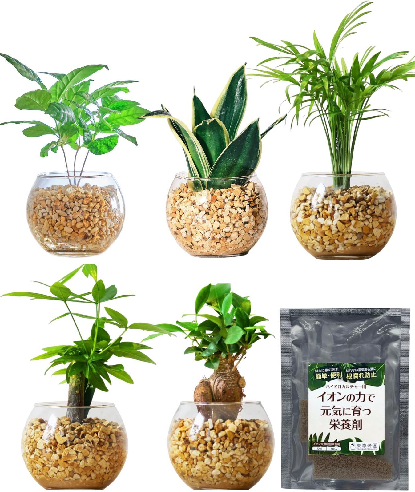 Ionantha Ron × Streptophylla Belize 速達発送 2025年最新