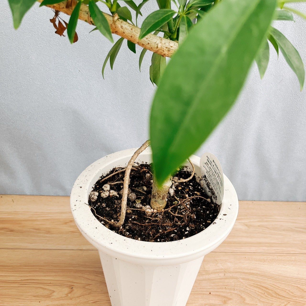 現品］1番 シェフレラ 曲がり 7号 観葉植物 室内 爽やか おしゃれ