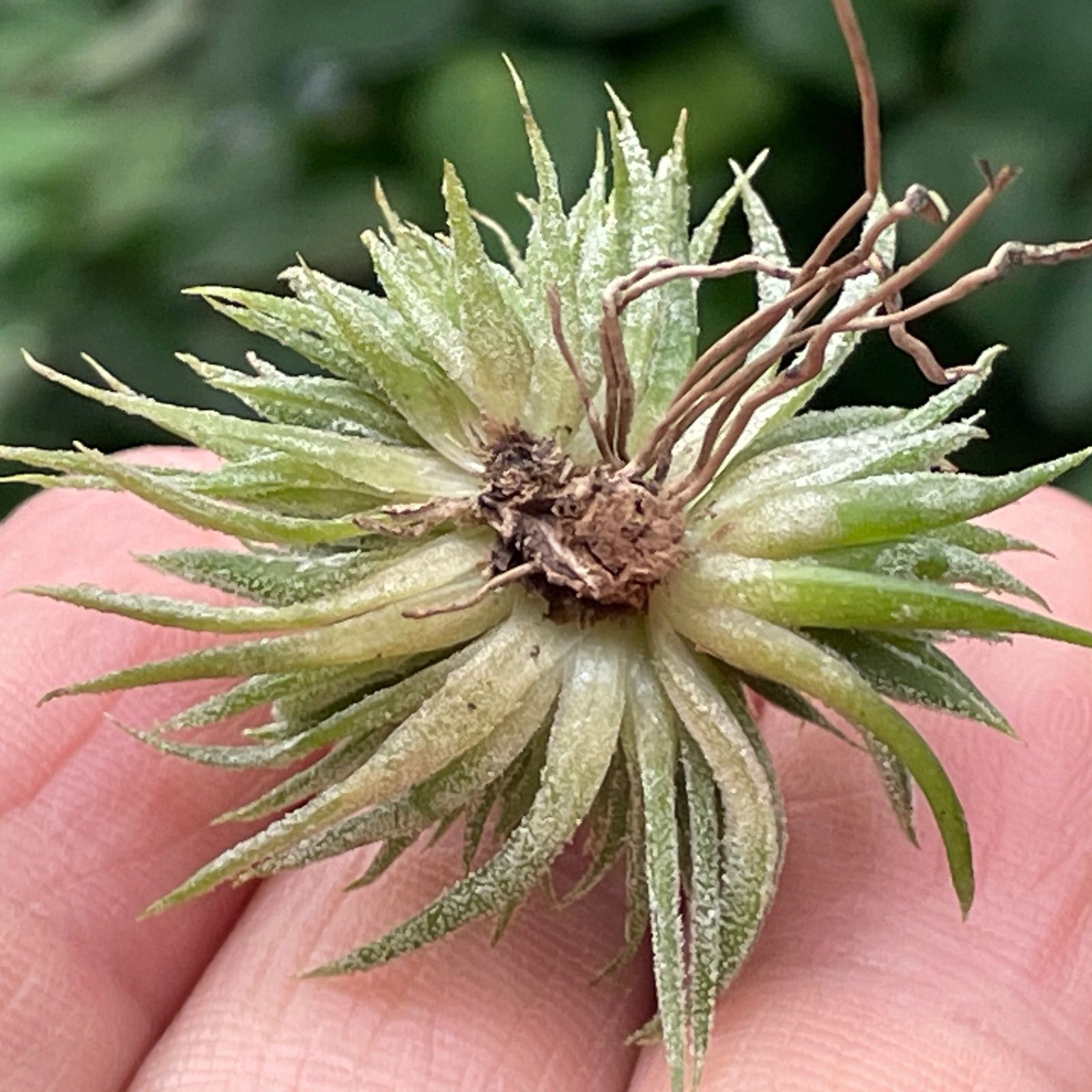 チランジア イオナンタ モンストローズ Tillandsia ionantha