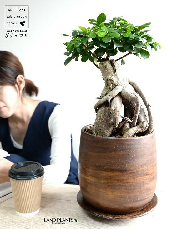 同梱発送　⭐︎はるん⭐︎　幹太ガジュマル　天然苔　盆栽仕立て　陶器鉢　植え込み ガジュマル（超幹太：大型） ウッド風 ペイント 陶器鉢 Lサイズ