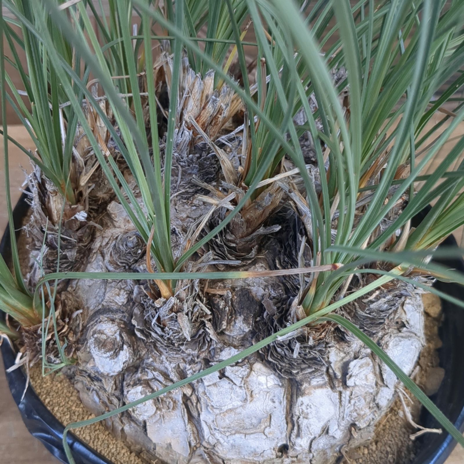 【現地株】カリバナスフーケリー　国内管理５年 現地株】カリバナスフーケリー 国内管理5年 現地株】カリバナスフー