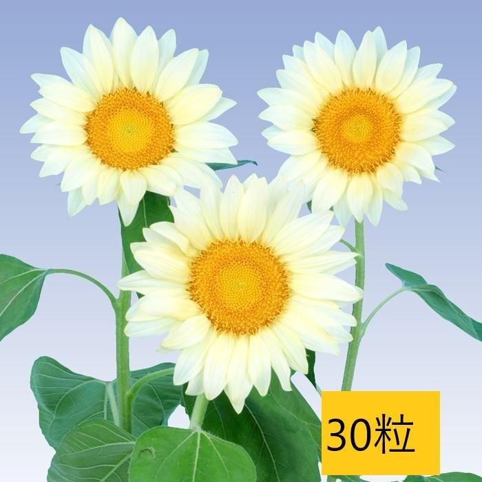 HIMAWARI様　5つメルカリ便⭕️14日まで(15使用)⭕️白いリボン付ける 花の種】30粒 珍しい白いヒマワリ ひまわり ホワイトムーン 花びらが