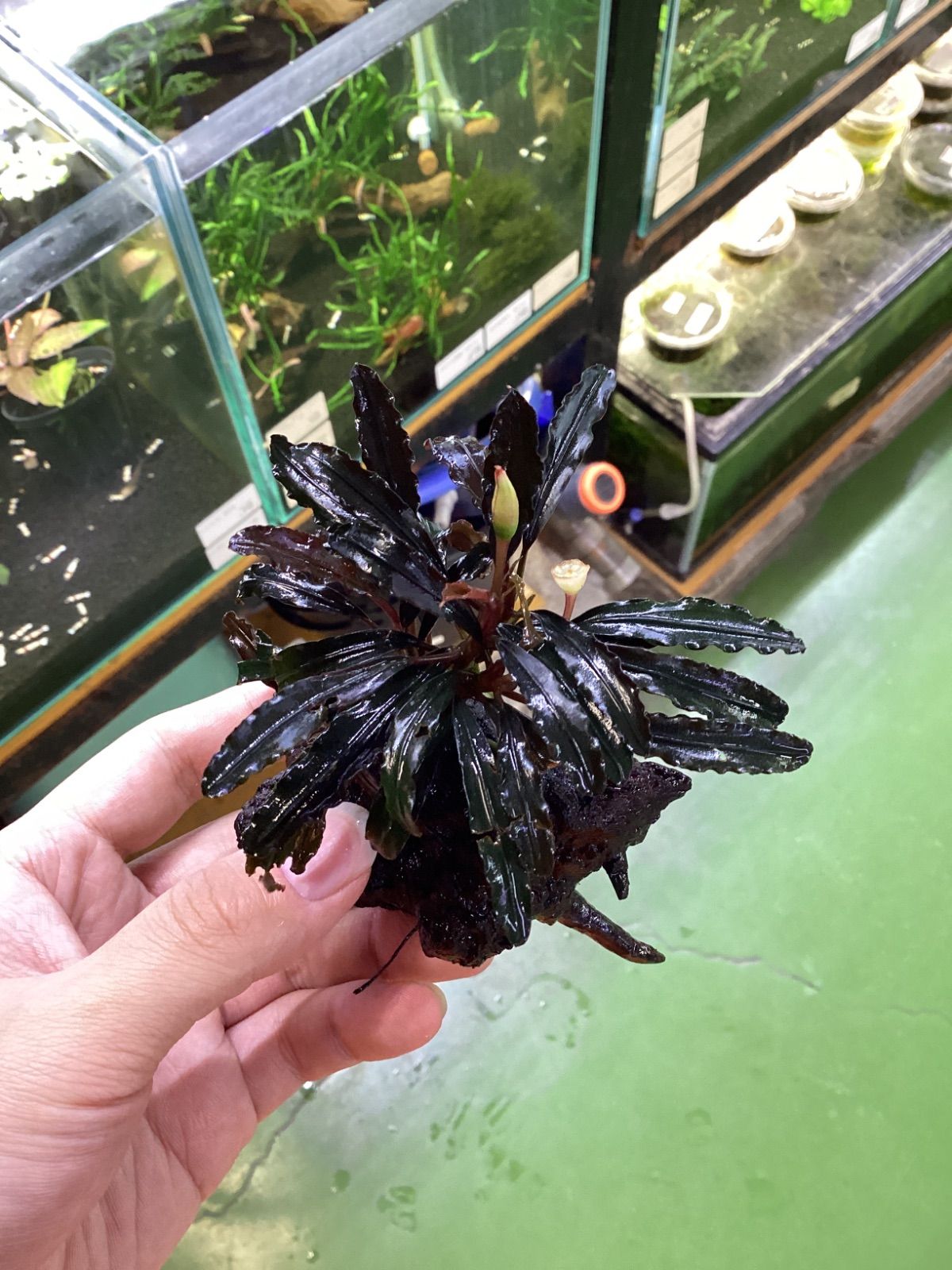 Tropica Bucephalandra Kedagang ブセファランドラ Buce sp. Kedagang