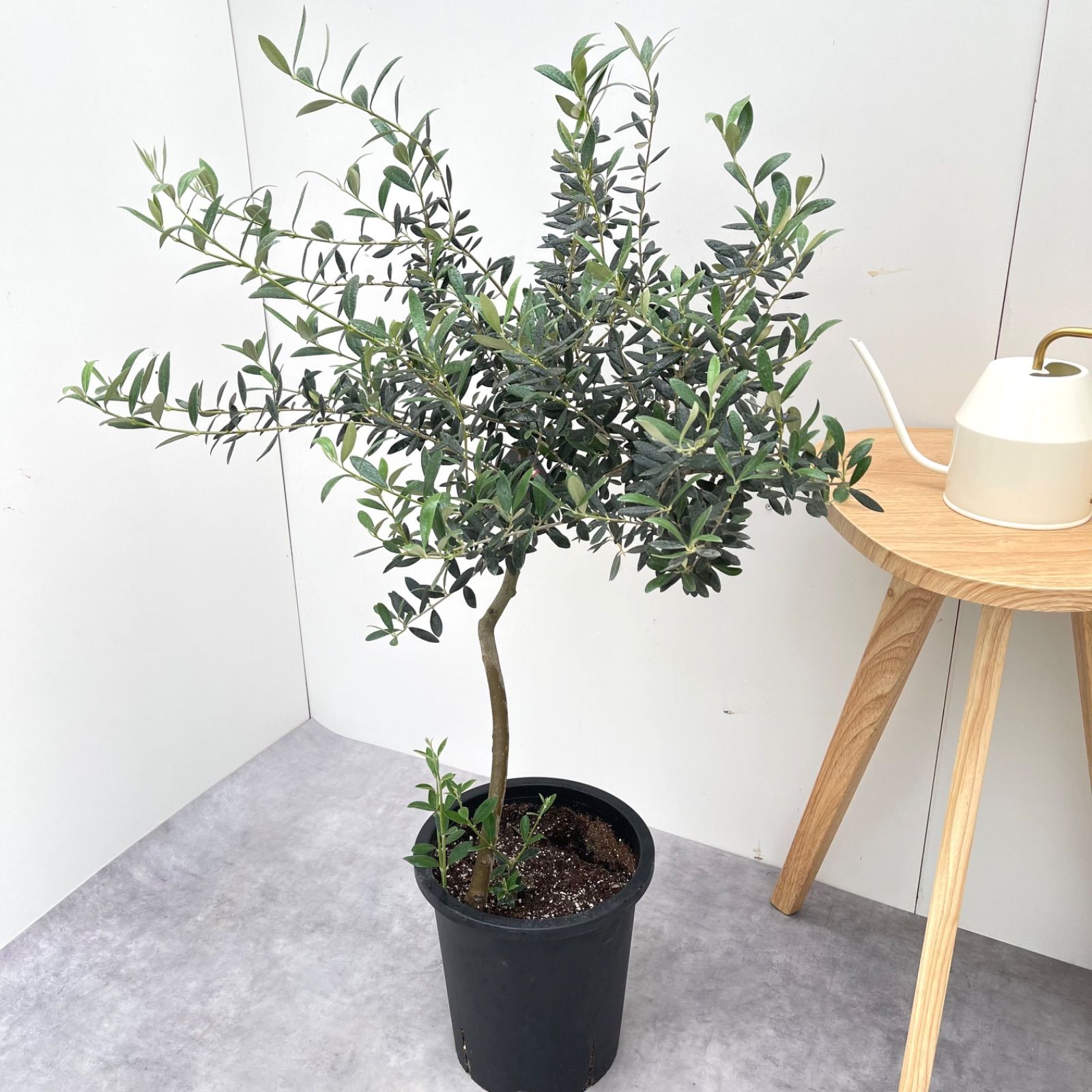 観葉植物