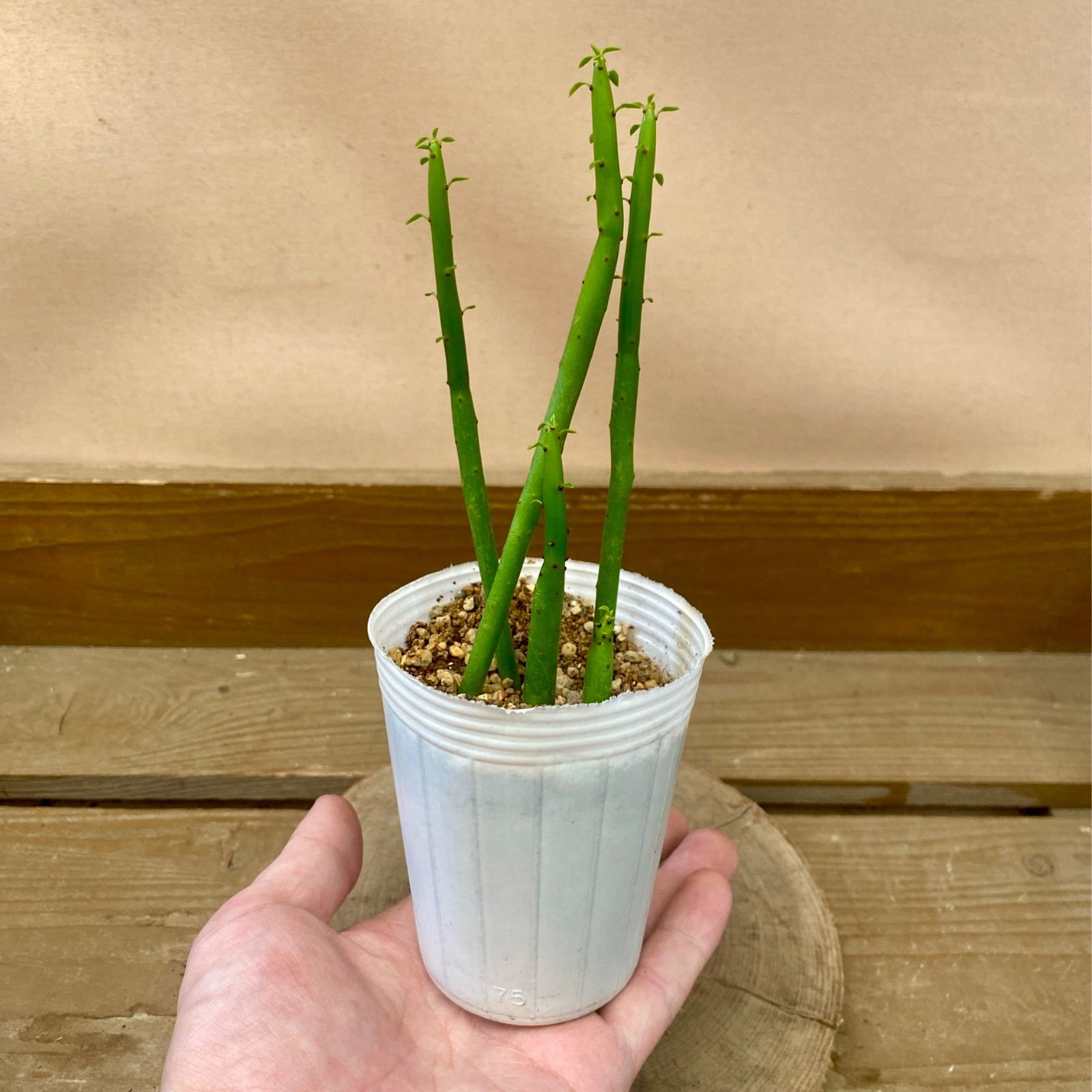 多肉植物　ユーフォルビア オンコクラータ