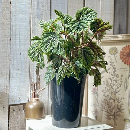 養生中　ベゴニア レア　メタリカ 観葉植物 ベゴニア プレミアムシリーズ Metallica (メタリカ) 6号(個体