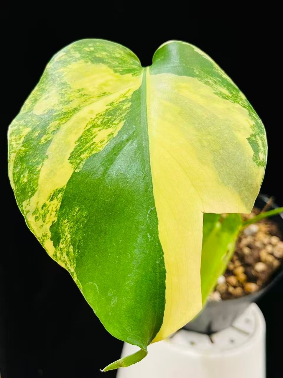 選抜株⁄3号サイズモンステラ・デリシオーサ モンステラデリシオーサ