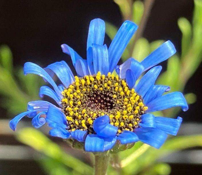 キングフィッシャーデージー20粒 - メルカリ