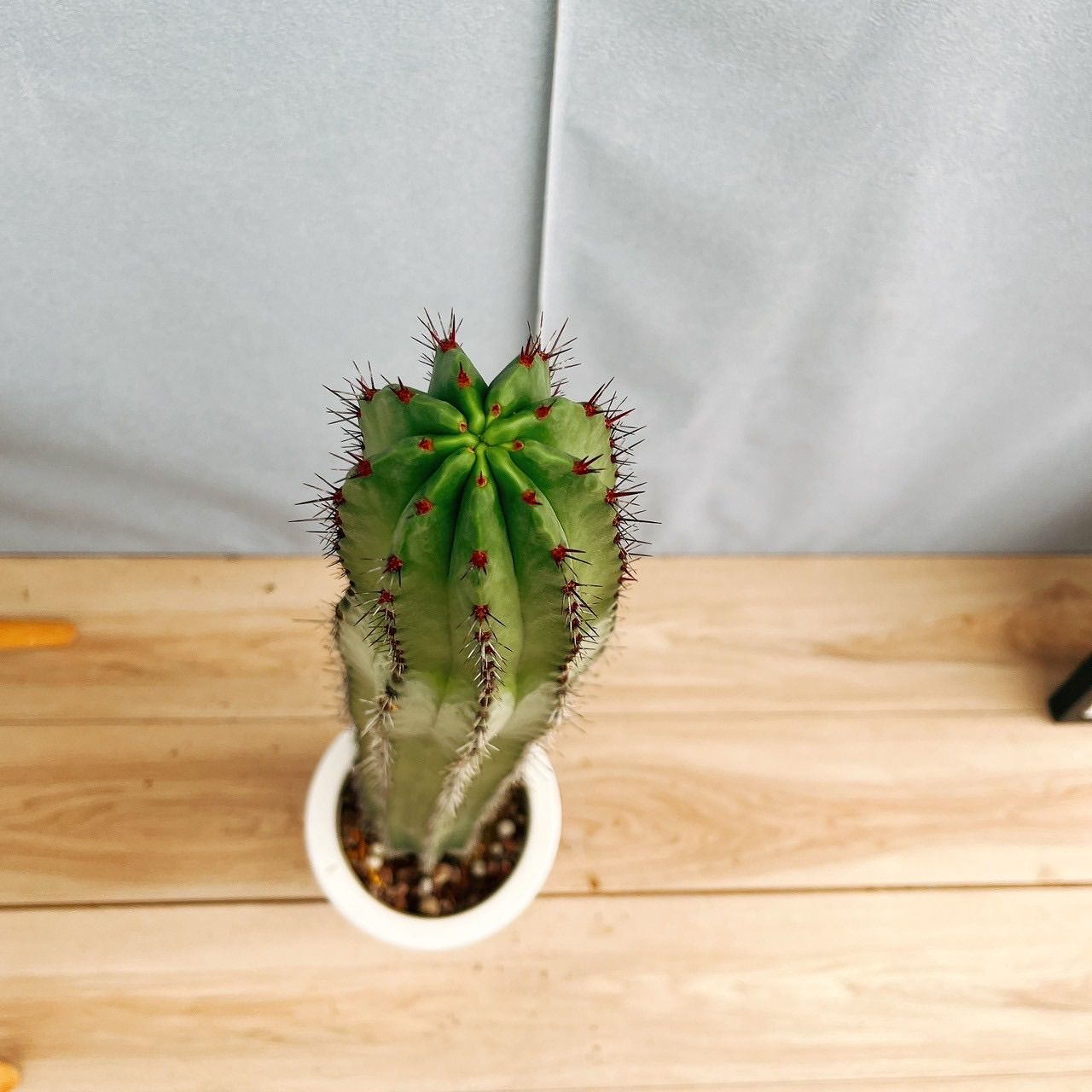 現品］ポラスキア 雷神閣 柱サボテン 6号 観葉植物 室内 かっこいい